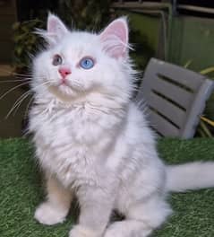 Pure Persian Kitten