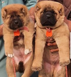 kurdish Kangal dog pair 2 month for sale