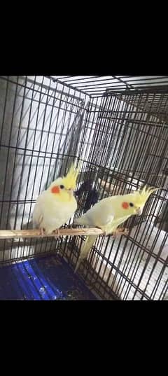 common white cockatiel breeder pair 0