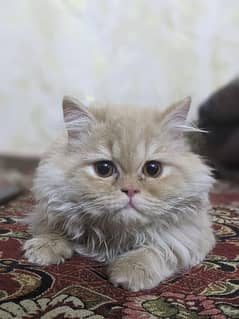 Male Persian Cat 1+ years