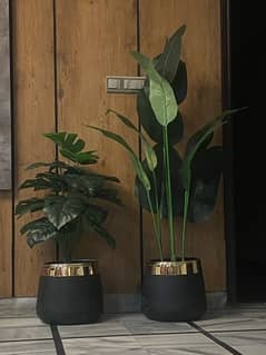 planters