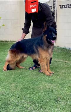 GSD long coat pedigree