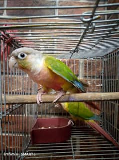 PINAPPLE CONURE PAIR REDY TO BREED