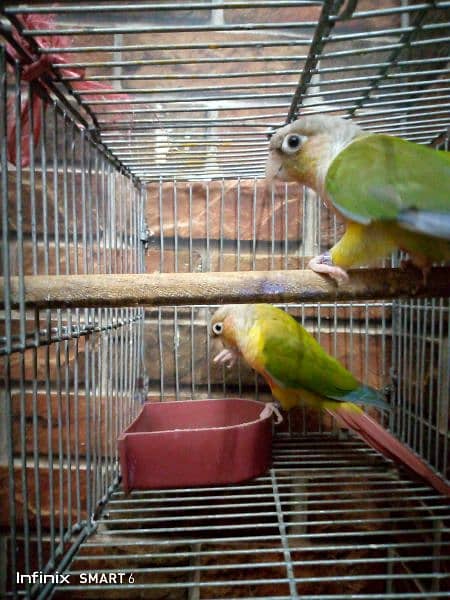 PINAPPLE CONURE PAIR REDY TO BREED 1