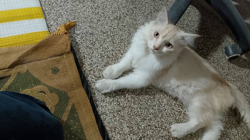 Persian Male Cat 5