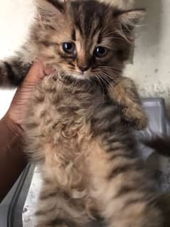 Persian male kitten.