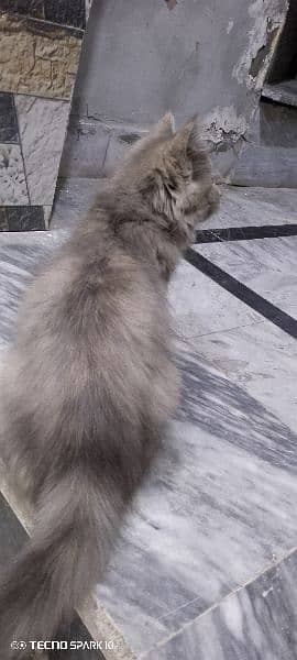 Persian Kittens | pure white & Smokey Grey| Triple Coated |Punch face| 2