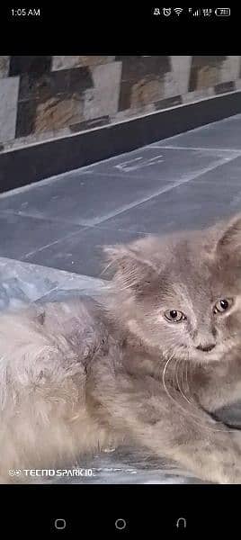 Persian Kittens | pure white & Smokey Grey| Triple Coated |Punch face| 4