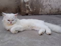 percian cat 2 colour eyes full phullfy