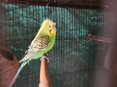 budgies