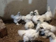 white silkie for sale