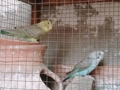 Black wing pair for sell in lahore