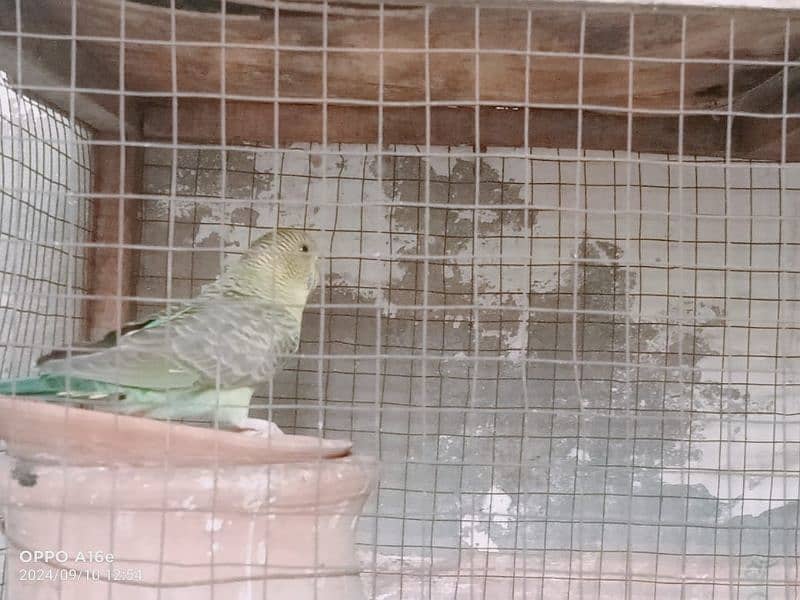 Black wing pair for sell in lahore 2