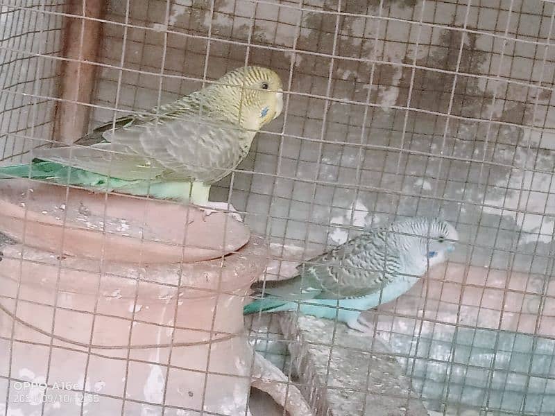 Black wing pair for sell in lahore 3