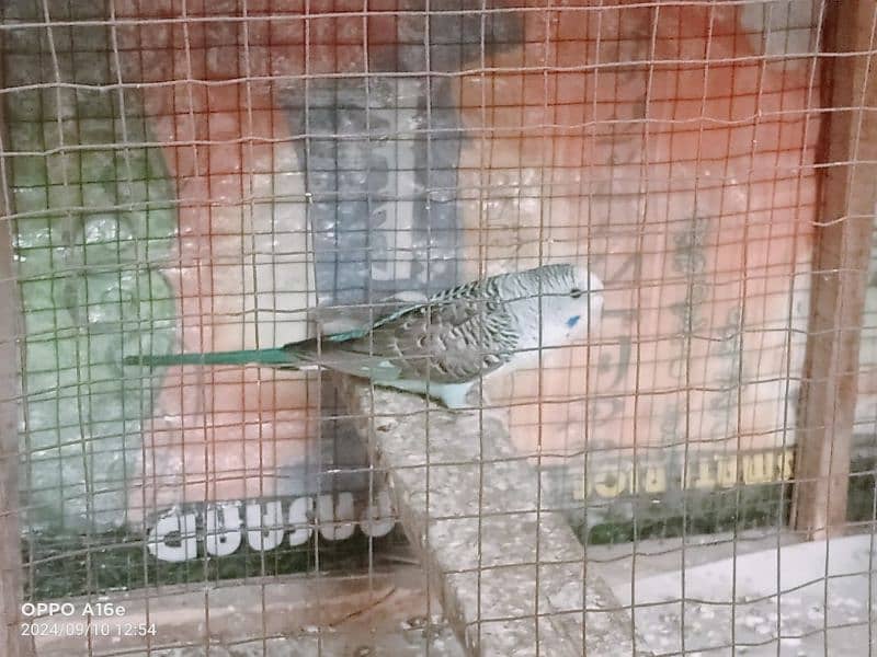 Black wing pair for sell in lahore 4