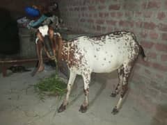 Milk Goat | Desi Bakri | Makhi Cheni Bakri | Dodh Wali Bakri 0