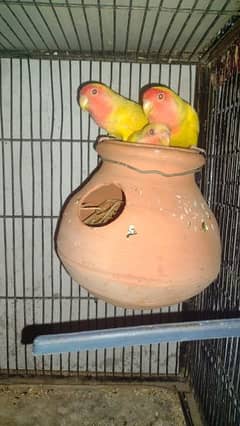 Latino breeder pair, Green fisher And Green parrot