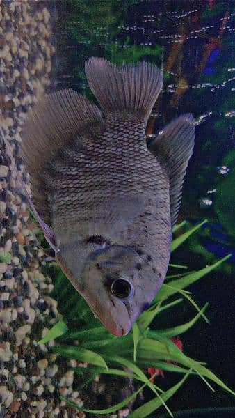 Rare Black Giant Gourami 0