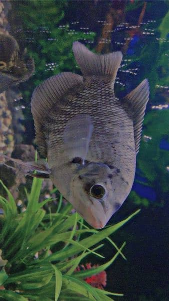 Rare Black Giant Gourami 1