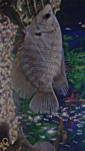 Rare Black Giant Gourami 2