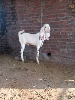 breeder bakra for sale good height and length urgently sale