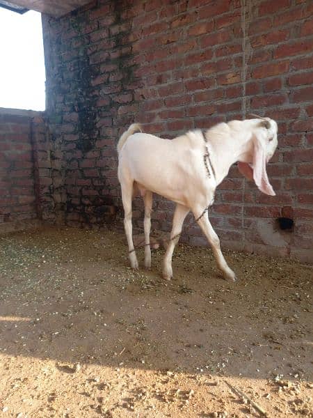 breeder bakra for sale good height and length urgently sale 2