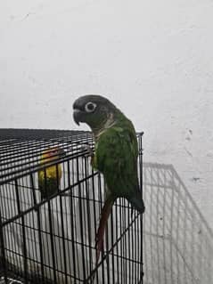 conure for sale