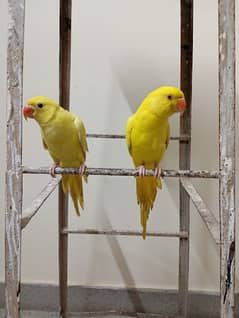 yellow ringneck male female