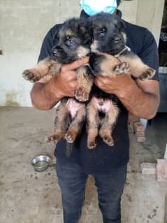 German Shepherd puppy for sale 0