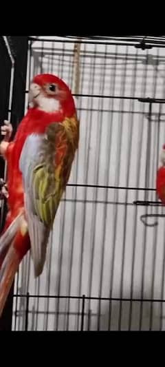 Red Rosella's Breeder Pair.