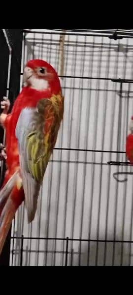 Red Rosella's Breeder Pair. 0