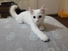 Turkish Angora (NOT PERSIAN)