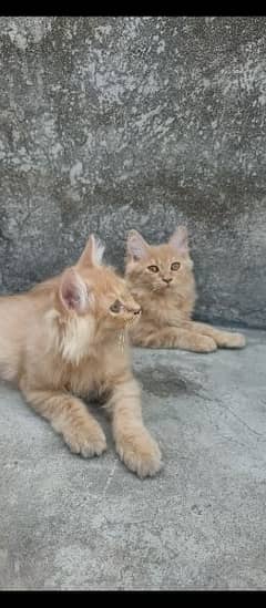 Persian kittens cats