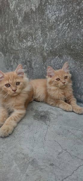 Persian kittens cats 3