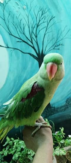 Raw parrot Male