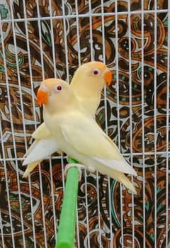 CREMINO BREEDER PAIR AVAILABLE