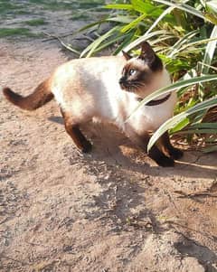 Siamese ( Thailand)cat for sale