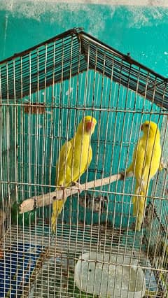 Yellow parrot jora he