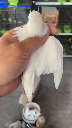 Albino