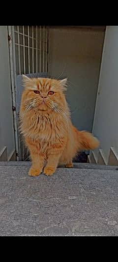 Persian Male cat