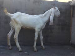 bakra