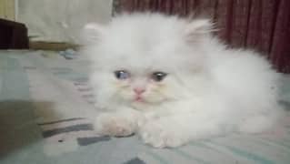 persian kittens - kitten- grey -white- near to peke- extreme punch