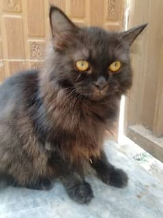 8 month male Persian cat Triple coated