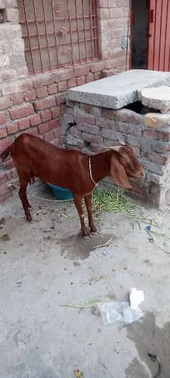 Bakri 03065986596