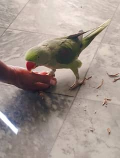 Talking Male Raw Parrot