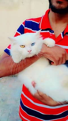 pure persian odd eyes beautiful pregnant female