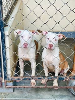 American Bully pit females 0