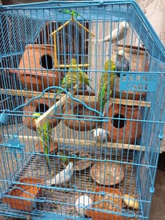 600 per pair Full Breeder pair Budgie