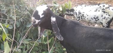 beetle goat , doodh wali bakri