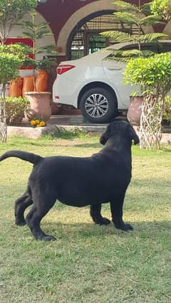 Labrador Pedigree puppies available